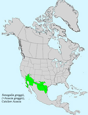 North America species range map for Catclaw Acacia, Senegalia greggii, (=Acacia greggii): 